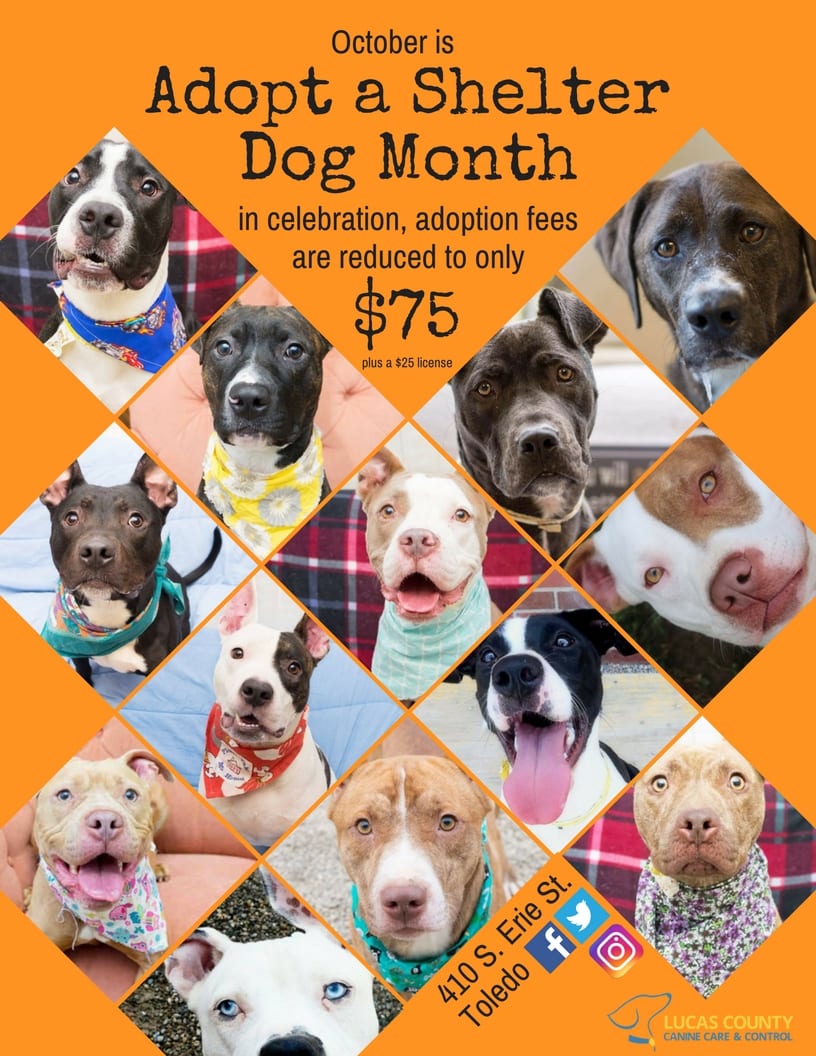 October is Adopt a Shelter Dog Month - adoption fees are reduced in  celebration! - Lucas County Canine Care & Control