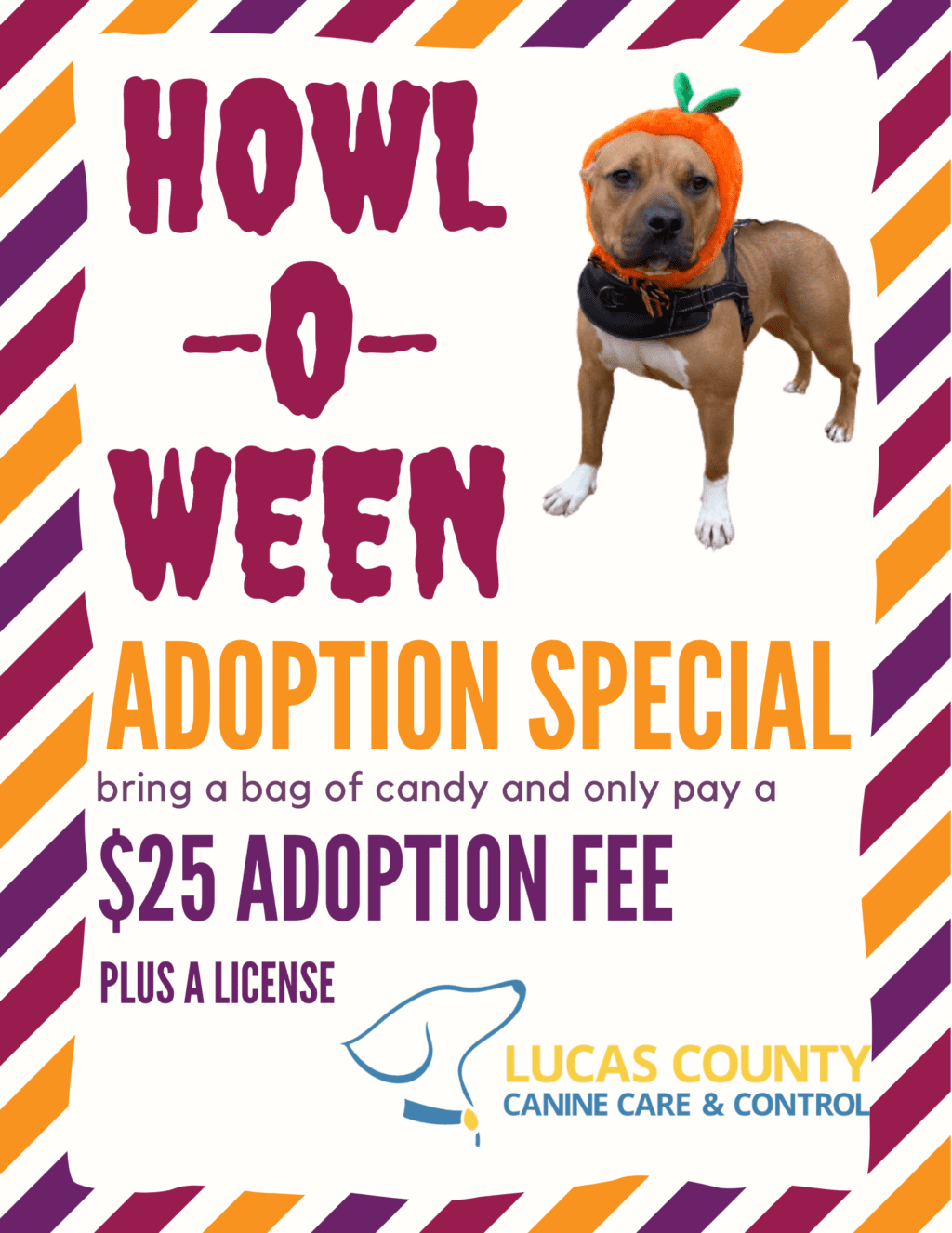 October is Adopt A Shelter Dog Month! Lucas County Canine Care & Control