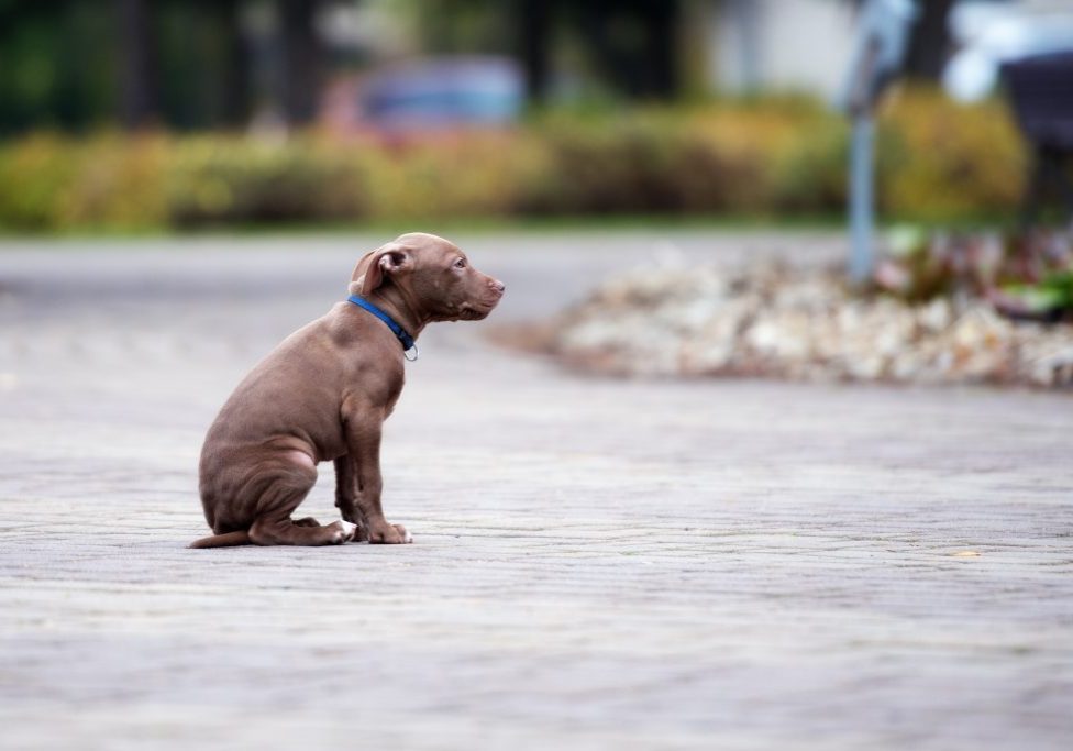 sad abandoned pitbull puppy sitting on the street